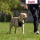 Halti No Pull Dog Harness, transparent Halti No Pull Dog Harness, transparent