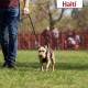 Halti No Pull Dog Harness, transparent Halti No Pull Dog Harness, transparent