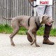 Halti No Pull Dog Harness, transparent Halti No Pull Dog Harness, transparent