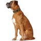 Hunter Aalborg Special Dog Collar with Robust Soft Cowhide Leather and Stylish Stitching Hunter Aalborg Special Dog Collar with Robust Soft Cowhide Leather and Stylish Stitching