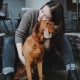 Hunter Aalborg Special Dog Collar with Robust Soft Cowhide Leather and Stylish Stitching Hunter Aalborg Special Dog Collar with Robust Soft Cowhide Leather and Stylish Stitching