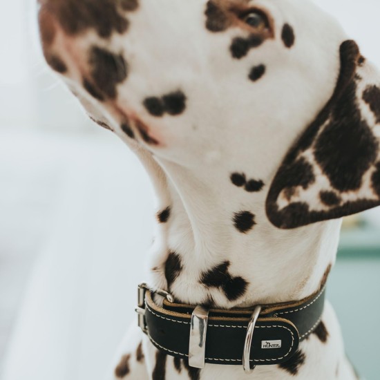 Hunter Aalborg Special Dog Collar with Robust Soft Cowhide Leather and Stylish Stitching Hunter Aalborg Special Dog Collar with Robust Soft Cowhide Leather and Stylish Stitching