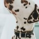 Hunter Aalborg Special Dog Collar with Robust Soft Cowhide Leather and Stylish Stitching Hunter Aalborg Special Dog Collar with Robust Soft Cowhide Leather and Stylish Stitching