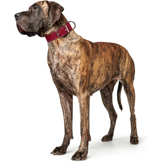Hunter Aalborg Special Dog Collar with Robust Soft Cowhide Leather and Stylish Stitching Hunter Aalborg Special Dog Collar with Robust Soft Cowhide Leather and Stylish Stitching
