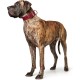 Hunter Aalborg Special Dog Collar with Robust Soft Cowhide Leather and Stylish Stitching Hunter Aalborg Special Dog Collar with Robust Soft Cowhide Leather and Stylish Stitching