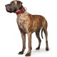 Hunter Aalborg Special Dog Collar with Robust Soft Cowhide Leather and Stylish Stitching Hunter Aalborg Special Dog Collar with Robust Soft Cowhide Leather and Stylish Stitching