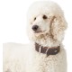 Hunter Aalborg Special Dog Collar with Robust Soft Cowhide Leather and Stylish Stitching Hunter Aalborg Special Dog Collar with Robust Soft Cowhide Leather and Stylish Stitching