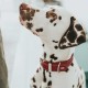 Hunter Aalborg Special Dog Collar with Robust Soft Cowhide Leather and Stylish Stitching Hunter Aalborg Special Dog Collar with Robust Soft Cowhide Leather and Stylish Stitching