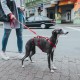 Hunter Vario Rapid Escape-Proof Panic Harness for Anxious Dogs, Made from Soft, Smooth, Tear-Resistant Nylon, l Hunter Vario Rapid Escape-Proof Panic Harness for Anxious Dogs, Made from Soft, Smooth, Tear-Resistant Nylon, l