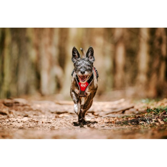 IDC Longwalk Harness, Red/Grey, Size: L IDC Longwalk Harness, Red/Grey, Size: L