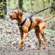 IDC Longwalk Harness, Red/Grey, Size: L IDC Longwalk Harness, Red/Grey, Size: L