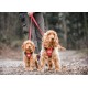 IDC Longwalk Harness, Red/Grey, Size: L IDC Longwalk Harness, Red/Grey, Size: L