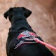 IDC Longwalk Harness, Red/Grey, Size: L IDC Longwalk Harness, Red/Grey, Size: L