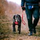 IDC Longwalk Harness, Red/Grey, Size: L IDC Longwalk Harness, Red/Grey, Size: L