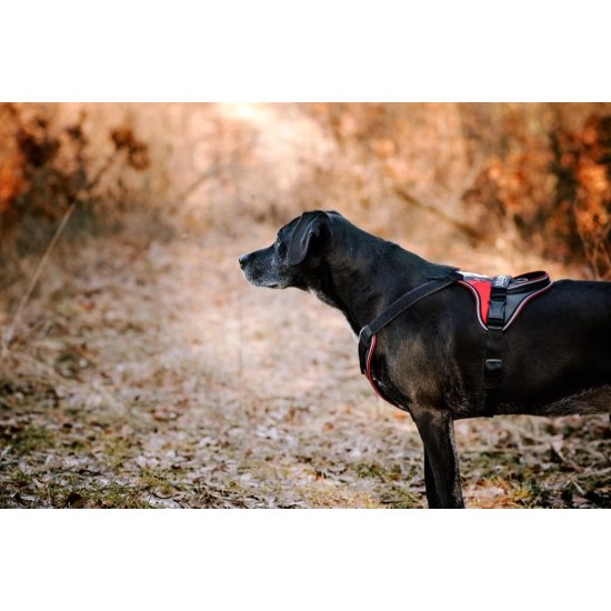 IDC Longwalk Harness, Red/Grey, Size: L IDC Longwalk Harness, Red/Grey, Size: L
