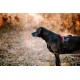 IDC Longwalk Harness, Red/Grey, Size: L IDC Longwalk Harness, Red/Grey, Size: L