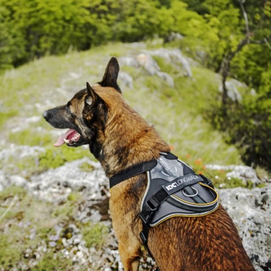 IDC Longwalk Harness, Red/Grey, Size: L IDC Longwalk Harness, Red/Grey, Size: L