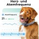 Invoxia Minitailz - Health and GPS Tracker for Dogs #1 - Heart and Breath Scans - Real-time Location - Activity and Wellbeing Analysis - Compact, Lightweight