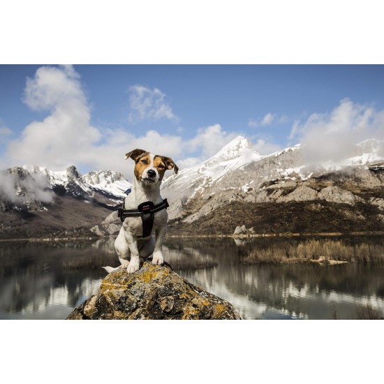 Julius-K9 162BGI-L I-Belt for Dogs, Size L, for 40-90 kg dogs Julius-K9 162BGI-L I-Belt for Dogs, Size L, for 40-90 kg dogs