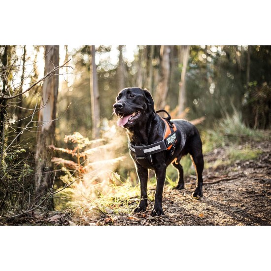 Julius-K9 162BGI-L I-Belt for Dogs, Size L, for 40-90 kg dogs Julius-K9 162BGI-L I-Belt for Dogs, Size L, for 40-90 kg dogs