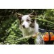 Julius-K9, 16SWM-IDC-L, IDC Multifunctional Dog Vest 3 IN 1, Large Julius-K9, 16SWM-IDC-L, IDC Multifunctional Dog Vest 3 IN 1, Large