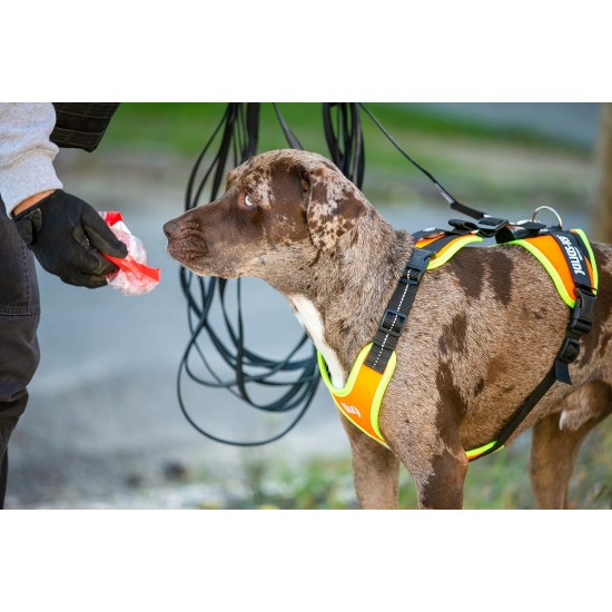 Julius-K9 19MTR-FOR-M-AMZ Mantrailing & Outdoor Dog Harness, Size: M, UV Orange with Neon Edge Julius-K9 19MTR-FOR-M-AMZ Mantrailing & Outdoor Dog Harness, Size: M, UV Orange with Neon Edge