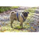 Karlie Art Sportiv Plus Harness, 35-50 cm x 15 mm, Grey Karlie Art Sportiv Plus Harness, 35-50 cm x 15 mm, Grey