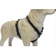 Karlie Art Sportiv Plus Harness, 35-50 cm x 15 mm, Grey Karlie Art Sportiv Plus Harness, 35-50 cm x 15 mm, Grey