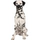 Karlie Flamingo Comfort Muzzle Nylon for Dogs, 16-22 x 18-42 cm Karlie Flamingo Comfort Muzzle Nylon for Dogs, 16-22 x 18-42 cm