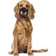 Karlie Flamingo Comfort Muzzle Nylon for Dogs, 16-22 x 18-42 cm Karlie Flamingo Comfort Muzzle Nylon for Dogs, 16-22 x 18-42 cm