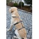 Kerbl Miami Panic Harness (Petrol, Neck Circumference 30 - 41 cm, Chest Circumference 42 - 55 cm, Waist Circumference 34 - 53 cm, Harness) 80041 Kerbl Miami Panic Harness (Petrol, Neck Circumference 30 - 41 cm, Chest Circumference 42 - 55 cm, Waist Circumference 34 - 53 cm, Harness) 80041