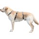 Kerbl Miami Panic Harness (Petrol, Neck Circumference 30 - 41 cm, Chest Circumference 42 - 55 cm, Waist Circumference 34 - 53 cm, Harness) 80041 Kerbl Miami Panic Harness (Petrol, Neck Circumference 30 - 41 cm, Chest Circumference 42 - 55 cm, Waist Circumference 34 - 53 cm, Harness) 80041