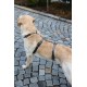 Kerbl Miami Panic Harness (Petrol, Neck Circumference 30 - 41 cm, Chest Circumference 42 - 55 cm, Waist Circumference 34 - 53 cm, Harness) 80041 Kerbl Miami Panic Harness (Petrol, Neck Circumference 30 - 41 cm, Chest Circumference 42 - 55 cm, Waist Circumference 34 - 53 cm, Harness) 80041
