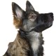 Kerbl Muzzle Nylon, 20-26 cm/ 9.5 cm/ 19-39 cm Kerbl Muzzle Nylon, 20-26 cm/ 9.5 cm/ 19-39 cm