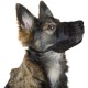 Kerbl Muzzle Nylon, 20-26 cm/ 9.5 cm/ 19-39 cm Kerbl Muzzle Nylon, 20-26 cm/ 9.5 cm/ 19-39 cm