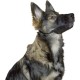 Kerbl Muzzle Nylon, 20-26 cm/ 9.5 cm/ 19-39 cm Kerbl Muzzle Nylon, 20-26 cm/ 9.5 cm/ 19-39 cm