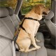 Kurgo Car Safety Tether for Dogs with Carabiner Clip, Connects Harness to Seatbelt, One Size, Black/Blue, Dog Seatbelt Loop, 01187 Kurgo Car Safety Tether for Dogs with Carabiner Clip, Connects Harness to Seatbelt, One Size, Black/Blue, Dog Seatbelt Loop, 01187