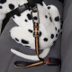 Kurgo Car Safety Tether for Dogs with Carabiner Clip, Connects Harness to Seatbelt, One Size, Black/Blue, Dog Seatbelt Loop, 01187 Kurgo Car Safety Tether for Dogs with Carabiner Clip, Connects Harness to Seatbelt, One Size, Black/Blue, Dog Seatbelt Loop, 01187