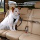Kurgo Car Safety Tether for Dogs with Carabiner Clip, Connects Harness to Seatbelt, One Size, Black/Blue, Dog Seatbelt Loop, 01187 Kurgo Car Safety Tether for Dogs with Carabiner Clip, Connects Harness to Seatbelt, One Size, Black/Blue, Dog Seatbelt Loop, 01187