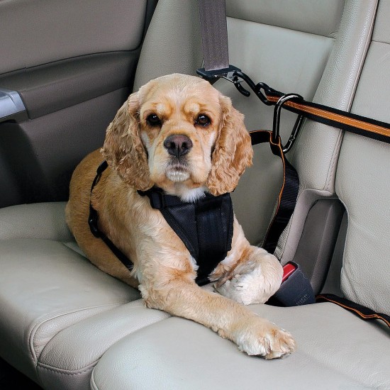 Kurgo Car Safety Tether for Dogs with Carabiner Clip, Connects Harness to Seatbelt, One Size, Black/Blue, Dog Seatbelt Loop, 01187 Kurgo Car Safety Tether for Dogs with Carabiner Clip, Connects Harness to Seatbelt, One Size, Black/Blue, Dog Seatbelt Loop, 01187