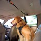 Kurgo Car Safety Tether for Dogs with Carabiner Clip, Connects Harness to Seatbelt, One Size, Black/Blue, Dog Seatbelt Loop, 01187 Kurgo Car Safety Tether for Dogs with Carabiner Clip, Connects Harness to Seatbelt, One Size, Black/Blue, Dog Seatbelt Loop, 01187