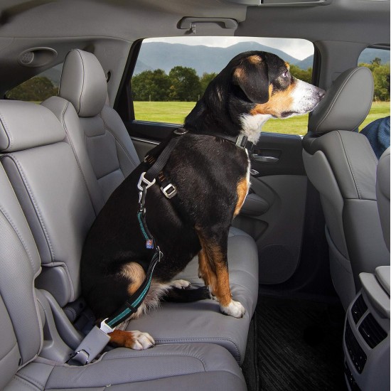 Kurgo Car Safety Tether for Dogs with Carabiner Clip, Connects Harness to Seatbelt, One Size, Black/Blue, Dog Seatbelt Loop, 01187 Kurgo Car Safety Tether for Dogs with Carabiner Clip, Connects Harness to Seatbelt, One Size, Black/Blue, Dog Seatbelt Loop, 01187