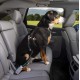 Kurgo Car Safety Tether for Dogs with Carabiner Clip, Connects Harness to Seatbelt, One Size, Black/Blue, Dog Seatbelt Loop, 01187 Kurgo Car Safety Tether for Dogs with Carabiner Clip, Connects Harness to Seatbelt, One Size, Black/Blue, Dog Seatbelt Loop, 01187