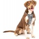 Kurgo Tru-Fit Dog Car Safety Harness with Padded Chest and D-Ring, with Car Tether, Size M, Grey Kurgo Tru-Fit Dog Car Safety Harness with Padded Chest and D-Ring, with Car Tether, Size M, Grey