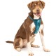 Kurgo Tru-Fit Dog Car Safety Harness with Padded Chest and D-Ring, with Car Tether, Size M, Grey Kurgo Tru-Fit Dog Car Safety Harness with Padded Chest and D-Ring, with Car Tether, Size M, Grey