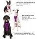 Kurgo Tru-Fit Dog Harness, Crash Tested, Car Seat Tether, for Dogs Weighing 11 to 23 kg, Size M, Black Kurgo Tru-Fit Dog Harness, Crash Tested, Car Seat Tether, for Dogs Weighing 11 to 23 kg, Size M, Black