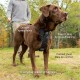 Kurgo Tru-Fit Smart Dog Harness with Quick Release Buckles, Easy Harness for Active Dogs, Medium