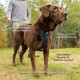 Kurgo Tru-Fit Smart Dog Harness with Quick Release Buckles, Easy Harness for Active Dogs, Medium
