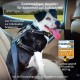 Kurgo Vehicle Safety Harness for Dogs, Universal Seatbelt Attachment via Integrated Loops, Size: Medium – Suitable for Medium Sized Breeds, Adjustable Fit, Charcoal Grey, Impact Car Harness, 01607 Kurgo Vehicle Safety Harness for Dogs, Universal Seatbelt Attachment via Integrated Loops, Size: Medium – Suitable for Medium Sized Breeds, Adjustable Fit, Charcoal Grey, Impact Car Harness, 01607