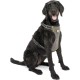 Kurgo Vehicle Safety Harness for Dogs, Universal Seatbelt Attachment via Integrated Loops, Size: Medium – Suitable for Medium Sized Breeds, Adjustable Fit, Charcoal Grey, Impact Car Harness, 01607 Kurgo Vehicle Safety Harness for Dogs, Universal Seatbelt Attachment via Integrated Loops, Size: Medium – Suitable for Medium Sized Breeds, Adjustable Fit, Charcoal Grey, Impact Car Harness, 01607